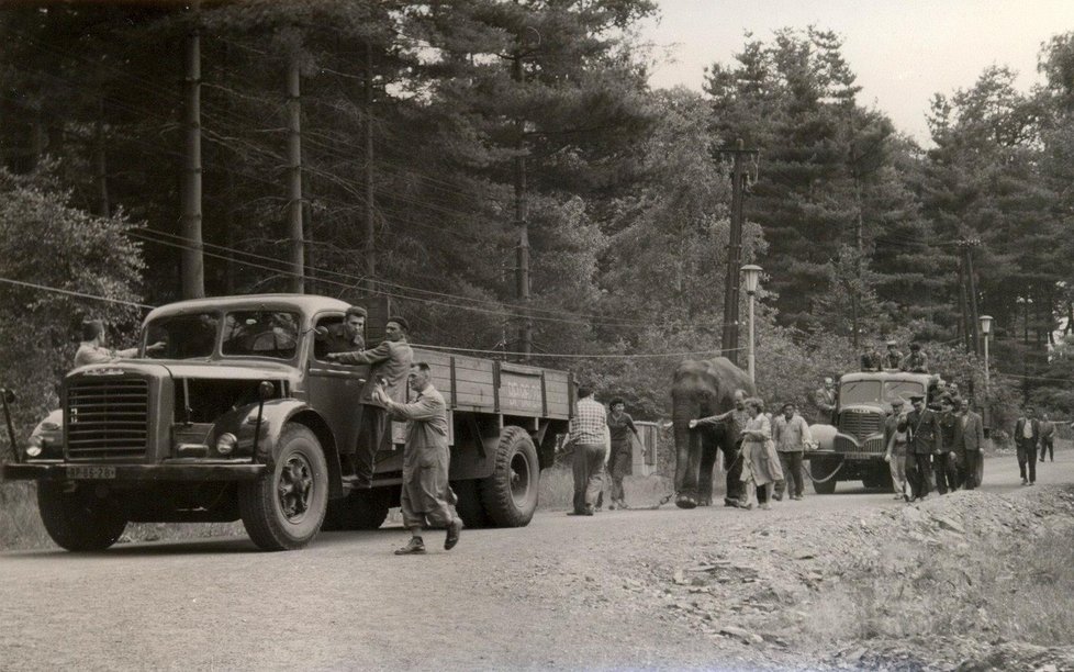 Stěhování slona Pepíka do nové zoo ve Slezské Ostravě, byl přivázán za nohy k nápravám náklaďáků (1960).