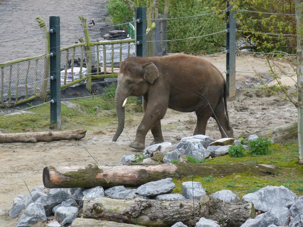 Zvířecí park Pairi Daiza