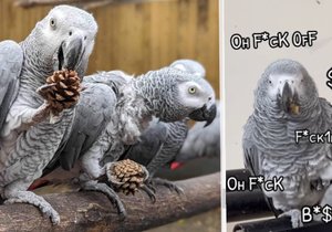 Zoo v Lincolnshire těží ze své atrakce - sprostých papoušků.