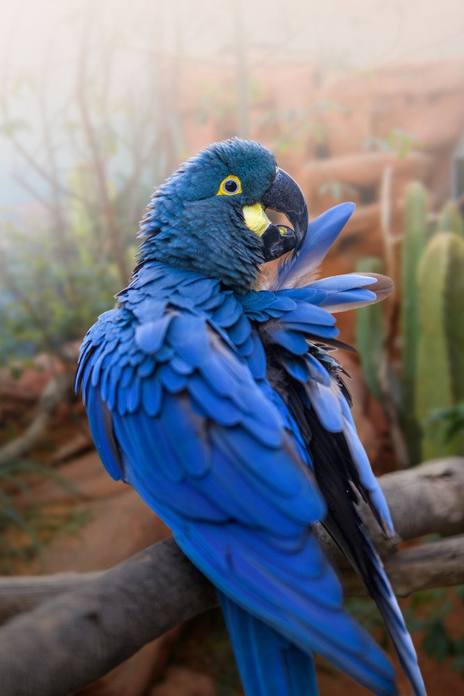 Ara Learův je nejvzácnější papoušek v novém pavilonu. Jednu dobu byl dokonce považován za vyhynulého. V přírodě žije výhradně v malé části brazilské Caatingy – v suché krajině porostlé trnitým bušem a kaktusy a křižované roklemi. Právě v jejich stěnách si arové hloubí hnízdní nory