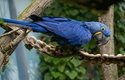 Největší papoušek světa, ara hyacintový, bývá přezdíván „modrým králem zelené Brazílie“. Doma je v srdci Jižní Ameriky, včetně největšího mokřadu světa, Pantanalu. Odchyt pro trh s domácími mazlíčky jej ve 20. století přivedl téměř na pokraj vyhubení, dnes je přísně chráněný