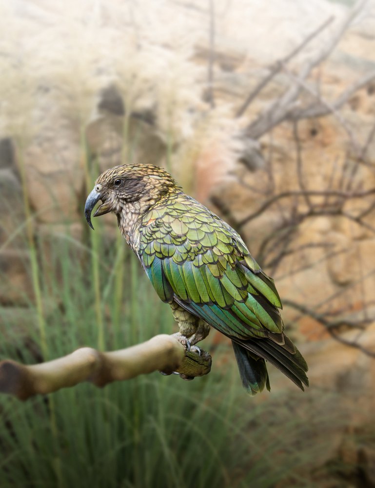 Hravý, zvídavý a inteligentní nestor kea je jediným skutečně vysokohorským papouškem světa. Obývá novozélandské Jižní Alpy a mnoho času tráví na zemi, kde i hnízdí. Na rozdíl od většiny jiných papoušků se neživí jen plody a semeny, ale i kořínky, larvami a dokonce i masem
