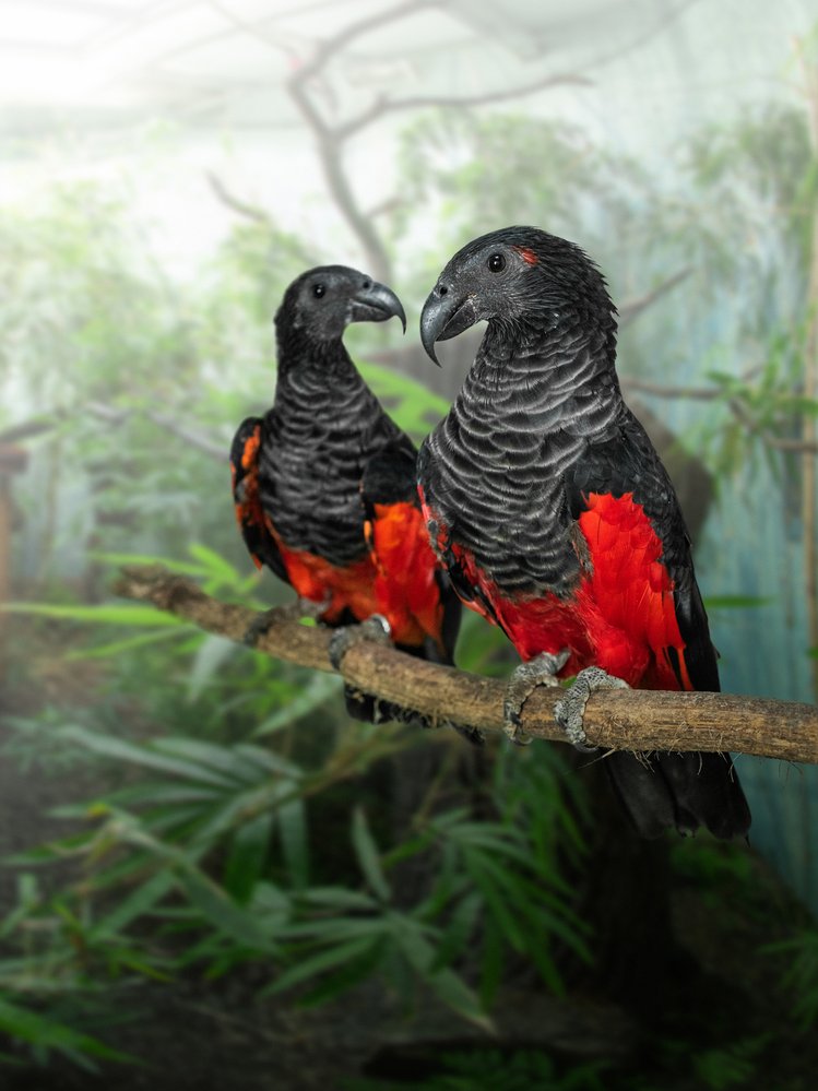 Zvláštní papoušek tricha orlí, jehož červeným peřím se tradičně zdobí obyvatelé Nové Guineje, má na svém jídelníčku převážně ovoce. I proto je jeho hlava částečně lysá – neumaže si tak peří sladkými šťávami. Doma je v lesích nižších poloh novoguinejských velehor