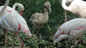 Návštěvníci olomoucké zoo budou moci na vlastní oči pozorovat, jak se nepříliš pohledné šedé koule na dlouhých hůlkách promění v nádherné majestátní plameňáky