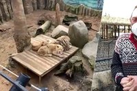 Zoo Plasy vypnuli plyn: Několik zvířat uhynulo, lemuři měli v místnosti -5 stupňů!