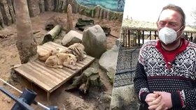 Zoo Plasy byla bez tepla, několik zvířat uhynulo.