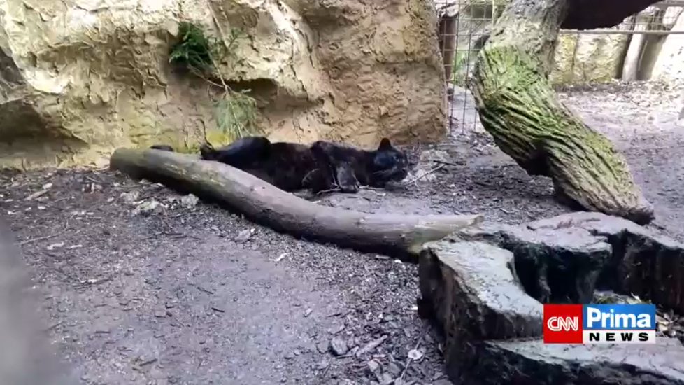 Zoo Plasy byla bez tepla, několik zvířat uhynulo.