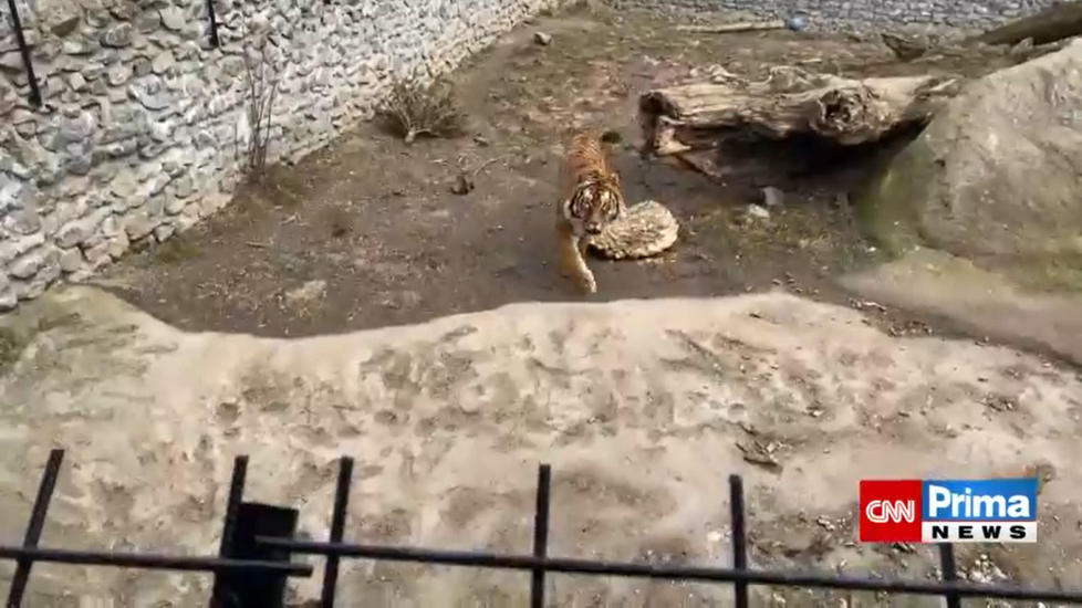 Zoo Plasy byla bez tepla, několik zvířat uhynulo.