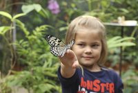 Filipíny v plzeňské zoo: Mezi návštěvníky poletují motýli, vrátili se i krokodýli