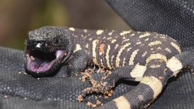 Mládě jedovatého ještěra korovce mexického v plzeňské zoo