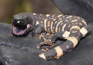 Mládě jedovatého ještěra korovce mexického v plzeňské zoo