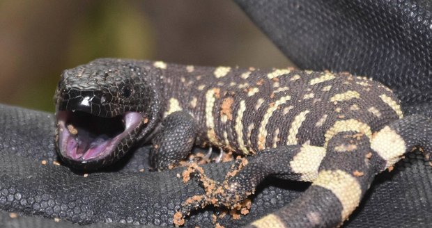 V plzeňské zoo odchovali jedovaté korovce mexické: Na jejich kousnutí do smrti nezapomenete