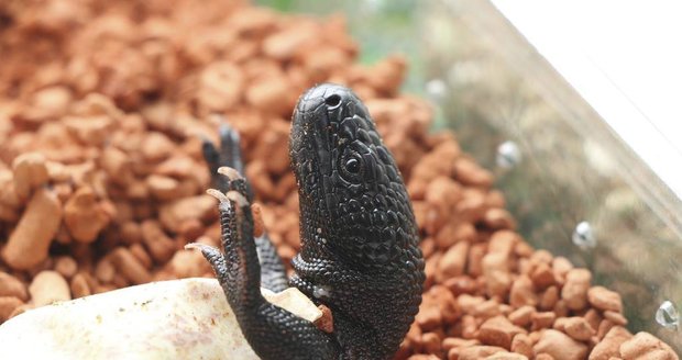 V plzeňské zoo se vylíhla mláďata jedovatého ještěra korovce mexického.