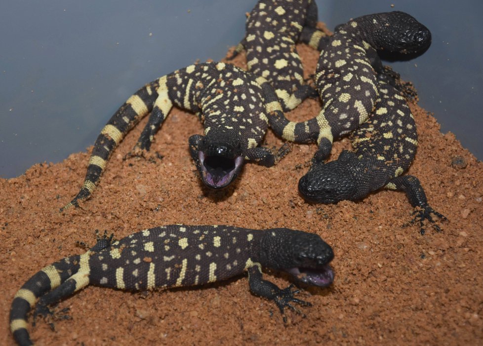 Mláďata jedovatého ještěra korovce mexického v plzeňské zoo