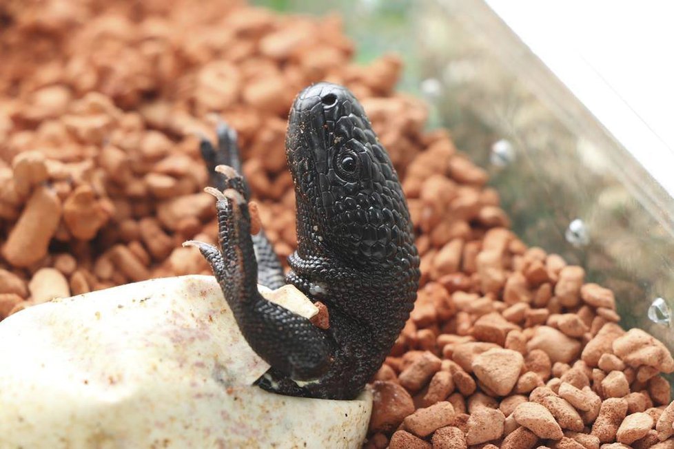 V plzeňské zoo se vylíhla mláďata jedovatého ještěra korovce mexického.