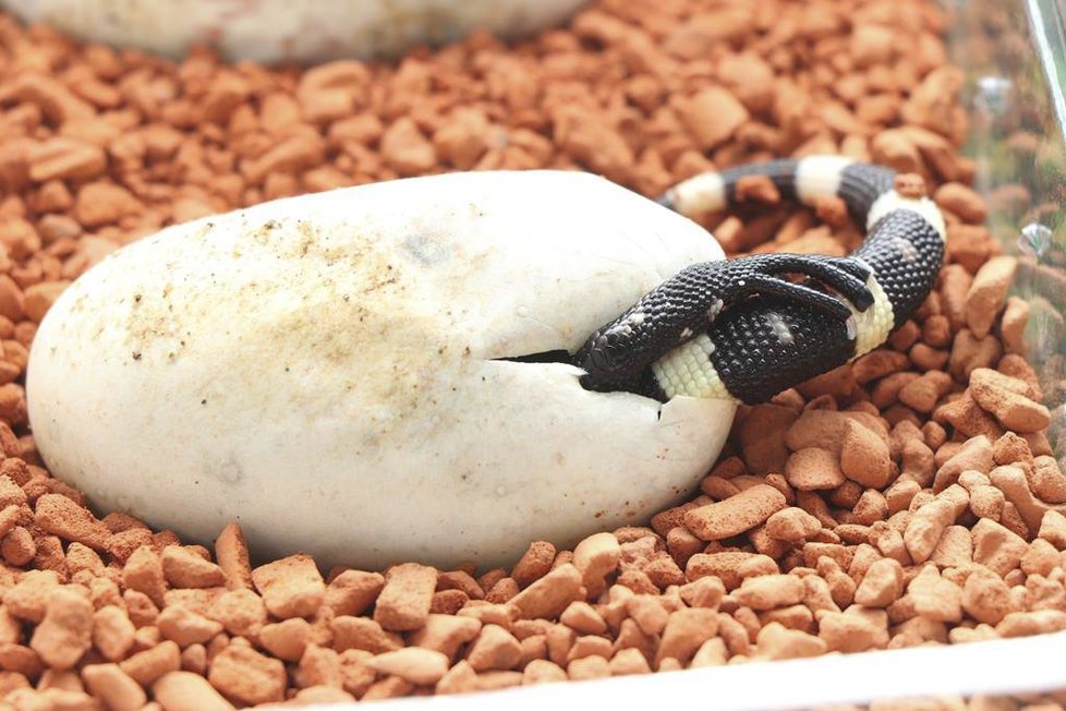 V plzeňské zoo se vylíhla mláďata jedovatého ještěra korovce mexického.