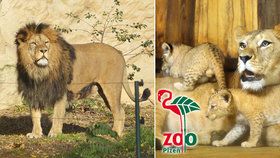 Lvíčata jsou ozdobou plzeňské zoo.