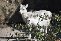 Barča a Julča, vzácné vysokohorské ovce, vyžadují přísnou hygienu: Bobky u nich uklízí několikrát denně