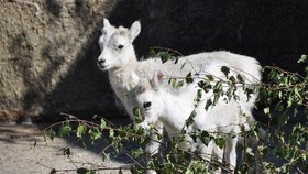 Další dvě mláďata vysokohorské aljašské ovce se narodila v květnu a červnu v plzeňské zoo. V Evropě je tento druh k vidění jen vzácně, vedle Plzně je chovají jen německé zoologické zahrady v Lipsku a Krefeldu a zoo v Tallinu.