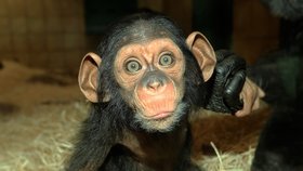 Šimpanzí batole Caila je celebritou zoo v Plzni: Už se umí dorozumět