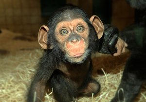 Šimpanzí slečna Caila se má čile k světu a v zoo je celebritou.