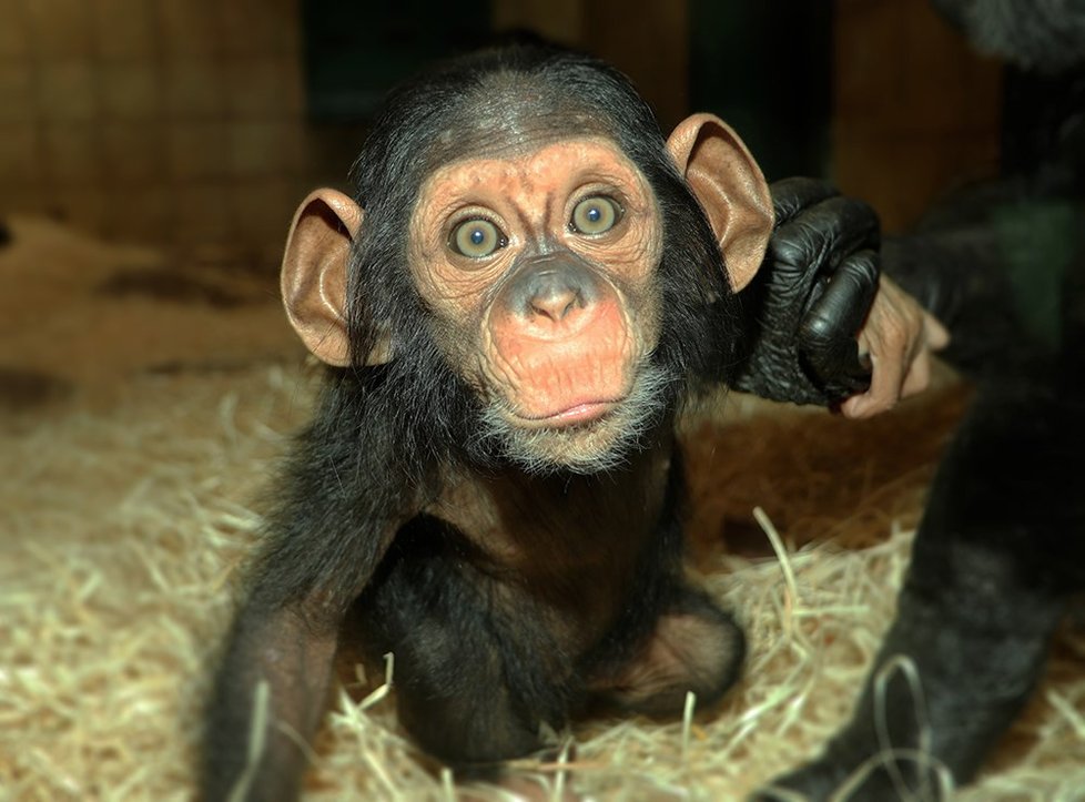 Šimpanzí slečna Caila se má čila k světu a v zoo je celebritou.