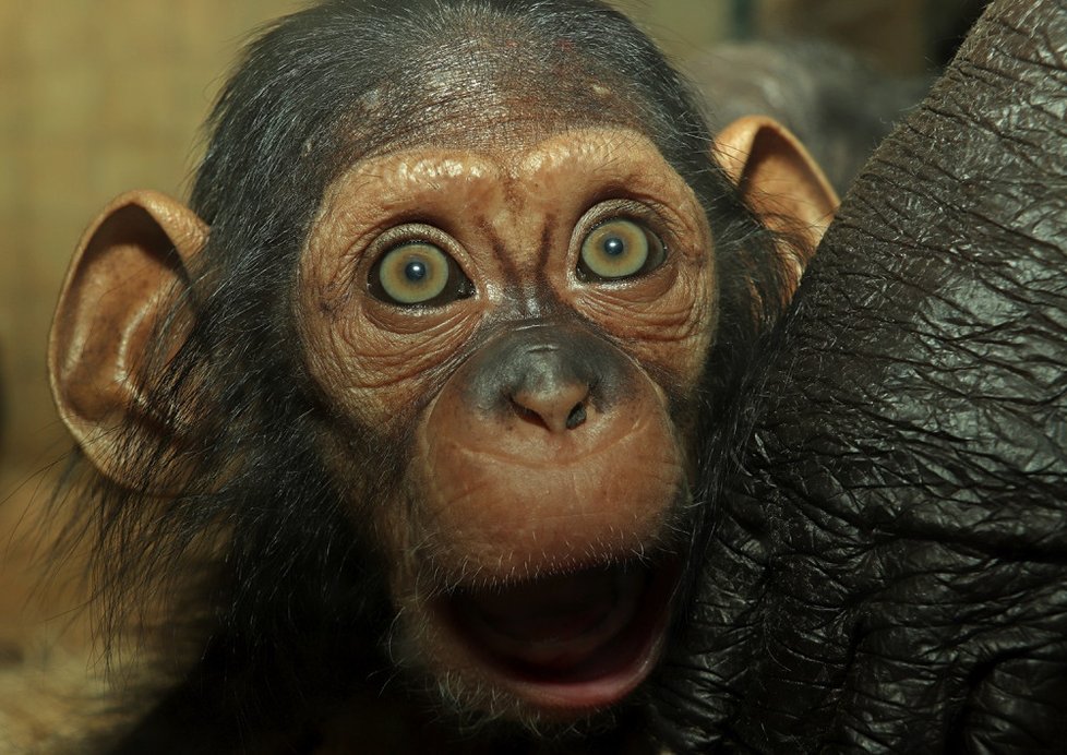 Šimpanzí slečna Caila se má čila k světu a v zoo je celebritou.