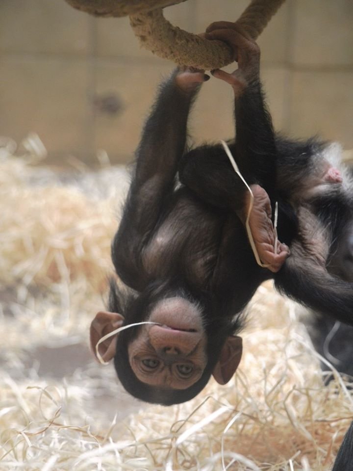 Šimpanzí celebrity plzeňské zoo.