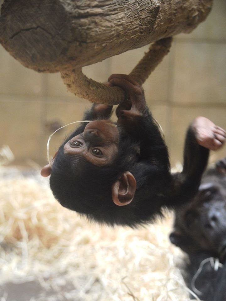 Šimpanzí celebrity plzeňské zoo.