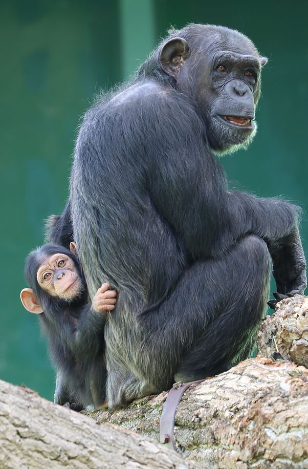 Celebrity plzeňské zoo: Šimpanzí slečna Caila s maminkou.