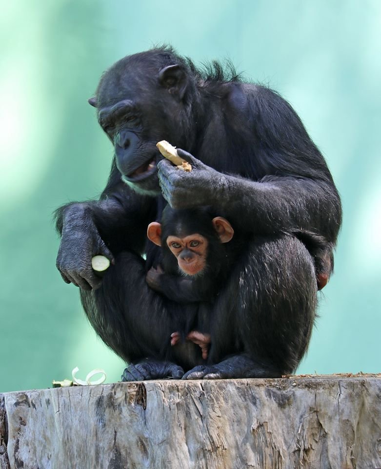 Celebrity plzeňské zoo: Šimpanzí slečna Caila s maminkou.