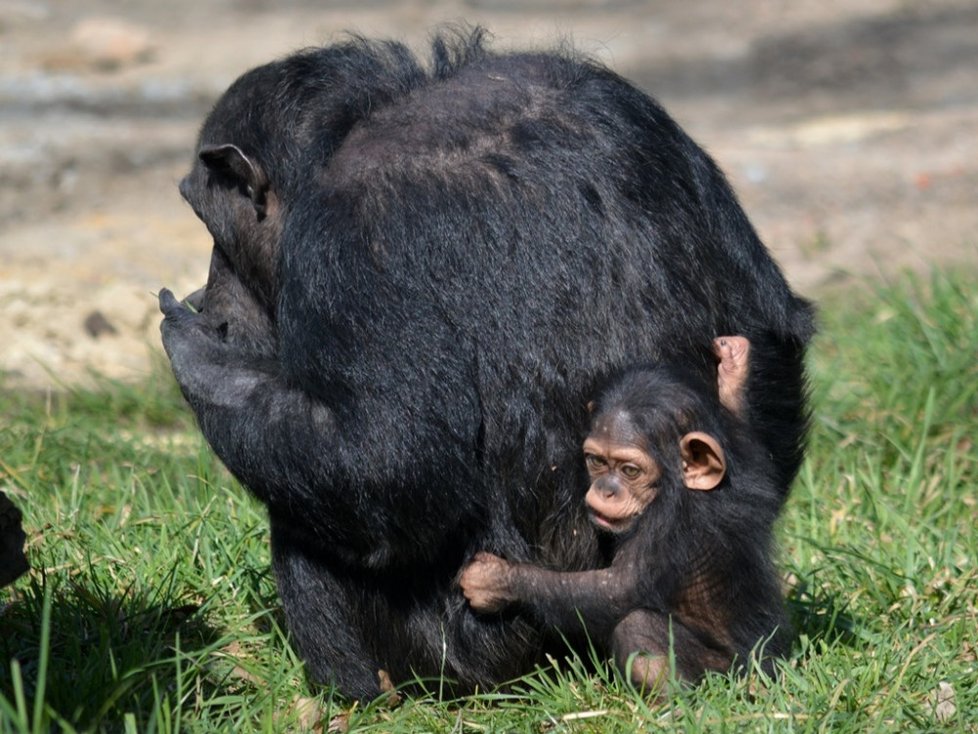 Celebrity plzeňské zoo: Šimpanzí slečna Caila s maminkou.