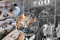Zoo Plzeň slaví 100 let: Začínali na rybičkách, teď táhnou žirafy
