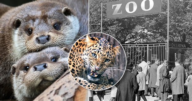 Zoo Plzeň slaví 100 let, dnes chová 1200 druhů zvířat v počtu sedm tisíc jedinců.
