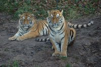 Drama v plzeňské zoo: Kvůli povodni utekli dva tygři