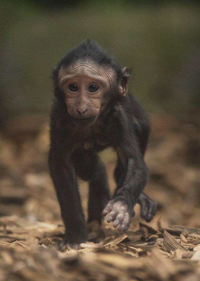 ﻿Při sobotním požáru zoologické zahrady v anglickém Chesteru uhynulo několik zvířat. Nepodařilo se zachránit žáby, ryby a malé druhy ptáků. Oheň zničil také pavilon krokodýlů a opic. Všechny orangutany, gibbony a krokodýly se ale podařilo zachránit.