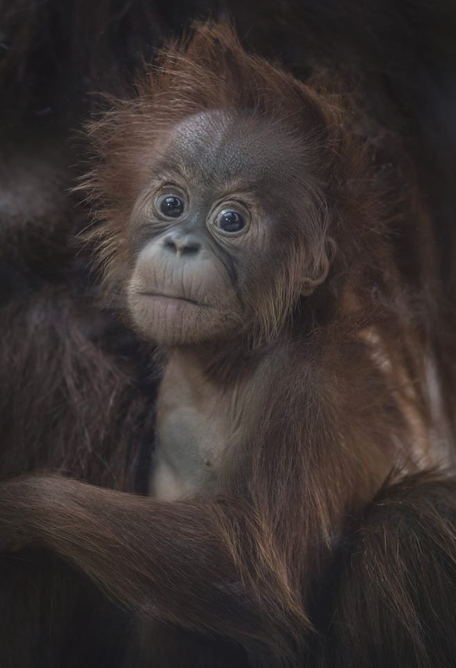 ﻿Při sobotním požáru zoologické zahrady v anglickém Chesteru uhynulo několik zvířat. Nepodařilo se zachránit žáby, ryby a malé druhy ptáků. Oheň zničil také pavilon krokodýlů a opic. Všechny orangutany, gibbony a krokodýly se ale podařilo zachránit.