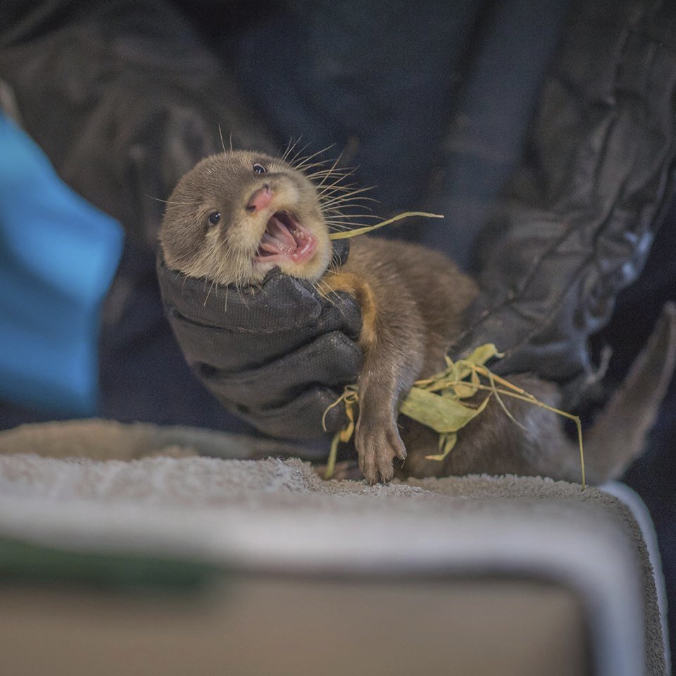 ﻿Při sobotním požáru zoologické zahrady v anglickém Chesteru uhynulo několik zvířat. Nepodařilo se zachránit žáby, ryby a malé druhy ptáků. Oheň zničil také pavilon krokodýlů a opic. Všechny orangutany, gibbony a krokodýly se ale podařilo zachránit.