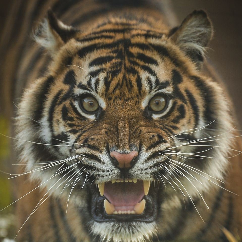 ﻿Při sobotním požáru zoologické zahrady v anglickém Chesteru uhynulo několik zvířat. Nepodařilo se zachránit žáby, ryby a malé druhy ptáků. Oheň zničil také pavilon krokodýlů a opic. Všechny orangutany, gibbony a krokodýly se ale podařilo zachránit.