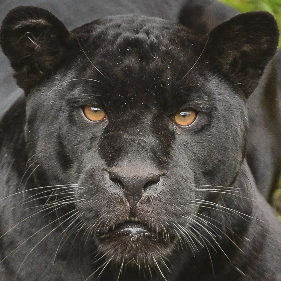 ﻿Při sobotním požáru zoologické zahrady v anglickém Chesteru uhynulo několik zvířat. Nepodařilo se zachránit žáby, ryby a malé druhy ptáků. Oheň zničil také pavilon krokodýlů a opic. Všechny orangutany, gibbony a krokodýly se ale podařilo zachránit.