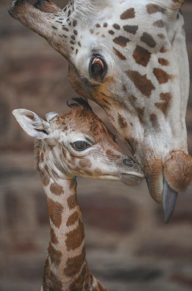 ﻿Při sobotním požáru zoologické zahrady v anglickém Chesteru uhynulo několik zvířat. Nepodařilo se zachránit žáby, ryby a malé druhy ptáků. Oheň zničil také pavilon krokodýlů a opic. Všechny orangutany, gibbony a krokodýly se ale podařilo zachránit.