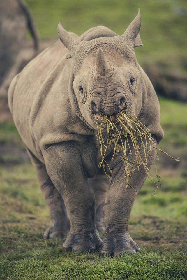 ﻿Při sobotním požáru zoologické zahrady v anglickém Chesteru uhynulo několik zvířat. Nepodařilo se zachránit žáby, ryby a malé druhy ptáků. Oheň zničil také pavilon krokodýlů a opic. Všechny orangutany, gibbony a krokodýly se ale podařilo zachránit.