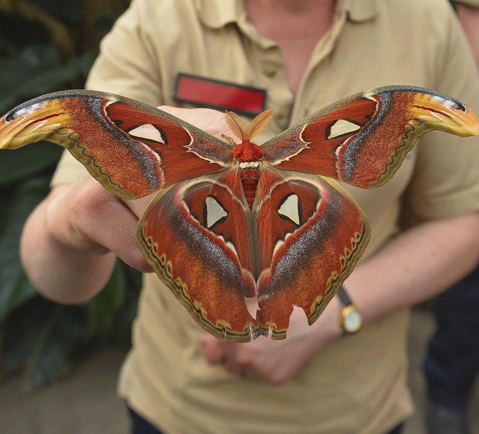 ﻿Při sobotním požáru zoologické zahrady v anglickém Chesteru uhynulo několik zvířat. Nepodařilo se zachránit žáby, ryby a malé druhy ptáků. Oheň zničil také pavilon krokodýlů a opic. Všechny orangutany, gibbony a krokodýly se ale podařilo zachránit.