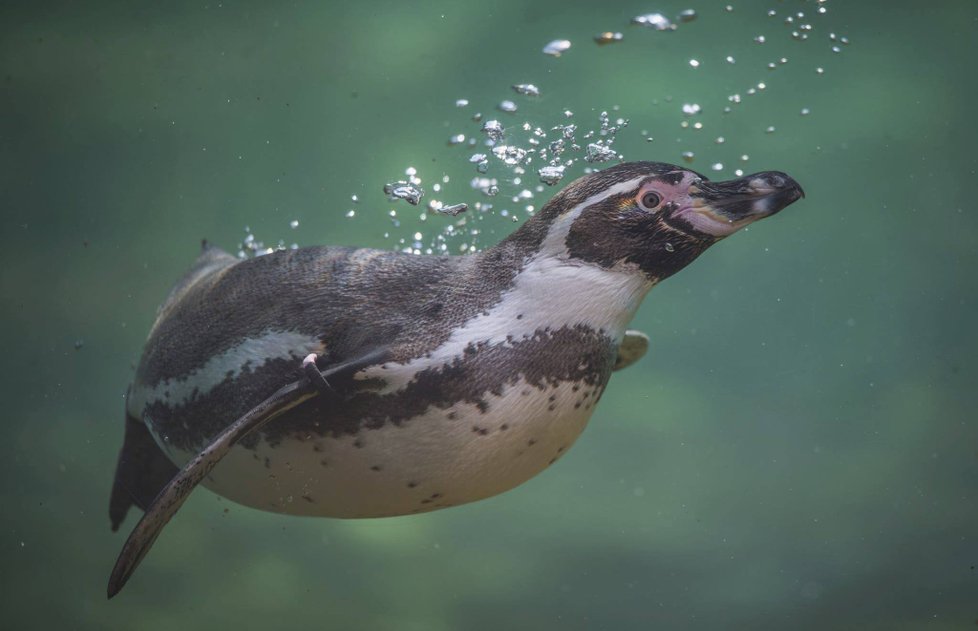 ﻿Při sobotním požáru zoologické zahrady v anglickém Chesteru uhynulo několik zvířat. Nepodařilo se zachránit žáby, ryby a malé druhy ptáků. Oheň zničil také pavilon krokodýlů a opic. Všechny orangutany, gibbony a krokodýly se ale podařilo zachránit.