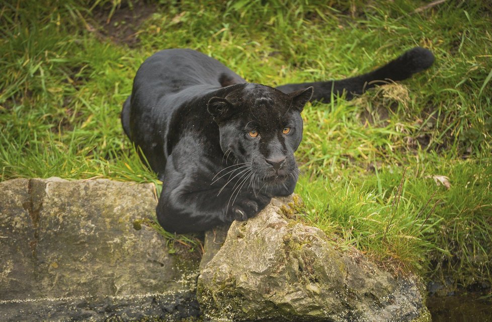 ﻿Při sobotním požáru zoologické zahrady v anglickém Chesteru uhynulo několik zvířat. Nepodařilo se zachránit žáby, ryby a malé druhy ptáků. Oheň zničil také pavilon krokodýlů a opic. Všechny orangutany, gibbony a krokodýly se ale podařilo zachránit.