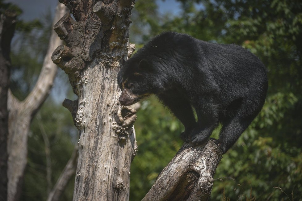 ﻿Při sobotním požáru zoologické zahrady v anglickém Chesteru uhynulo několik zvířat. Nepodařilo se zachránit žáby, ryby a malé druhy ptáků. Oheň zničil také pavilon krokodýlů a opic. Všechny orangutany, gibbony a krokodýly se ale podařilo zachránit.