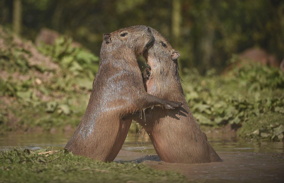 ﻿Při sobotním požáru zoologické zahrady v anglickém Chesteru uhynulo několik zvířat. Nepodařilo se zachránit žáby, ryby a malé druhy ptáků. Oheň zničil také pavilon krokodýlů a opic. Všechny orangutany, gibbony a krokodýly se ale podařilo zachránit.