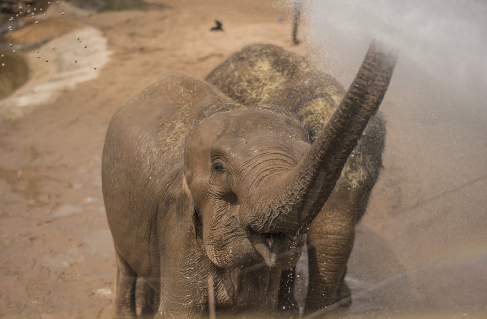 ﻿Při sobotním požáru zoologické zahrady v anglickém Chesteru uhynulo několik zvířat. Nepodařilo se zachránit žáby, ryby a malé druhy ptáků. Oheň zničil také pavilon krokodýlů a opic. Všechny orangutany, gibbony a krokodýly se ale podařilo zachránit.