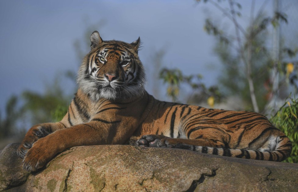 ﻿Při sobotním požáru zoologické zahrady v anglickém Chesteru uhynulo několik zvířat. Nepodařilo se zachránit žáby, ryby a malé druhy ptáků. Oheň zničil také pavilon krokodýlů a opic. Všechny orangutany, gibbony a krokodýly se ale podařilo zachránit.