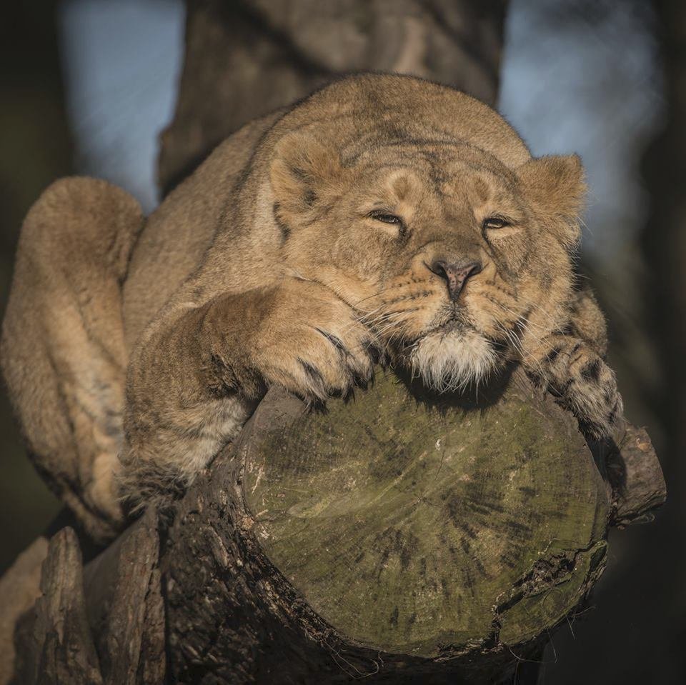 ﻿Při sobotním požáru zoologické zahrady v anglickém Chesteru uhynulo několik zvířat. Nepodařilo se zachránit žáby, ryby a malé druhy ptáků. Oheň zničil také pavilon krokodýlů a opic. Všechny orangutany, gibbony a krokodýly se ale podařilo zachránit.